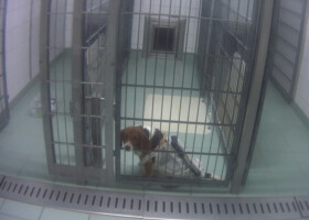 Todeslabor, Tierversuchsstation, LTP, Mienenbüttel, Hamburg, Neugraben