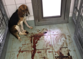 Todeslabor, Tierversuchsstation, LTP, Mienenbüttel, Hamburg, Neugraben