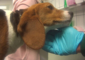 Todeslabor, Tierversuchsstation, LTP, Mienenbüttel, Hamburg, Neugraben